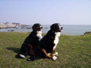 prendre un deuxième chien