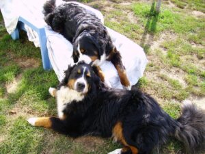 prendre un deuxième chien