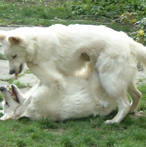 hiérarchie chez le chien