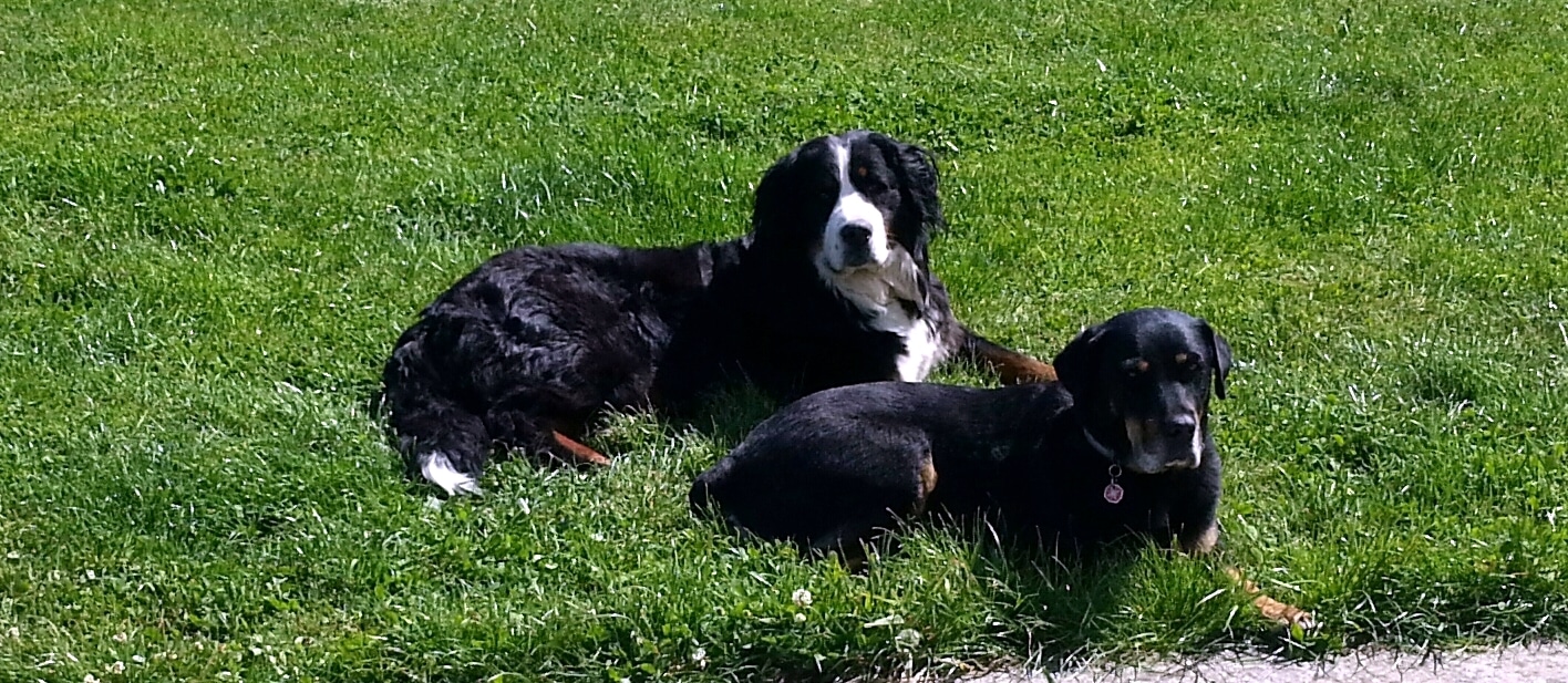 Est-il bon d'avoir plusieurs chiens ?