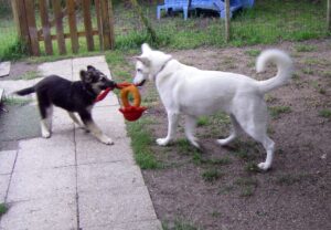 prendre un deuxième chien
