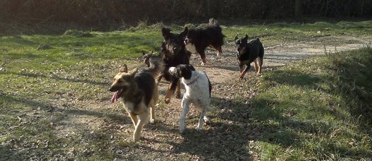 Est-il bon d'avoir plusieurs chiens ?