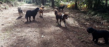 Est-il bon d'avoir plusieurs chiens ?