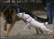chien agressif2