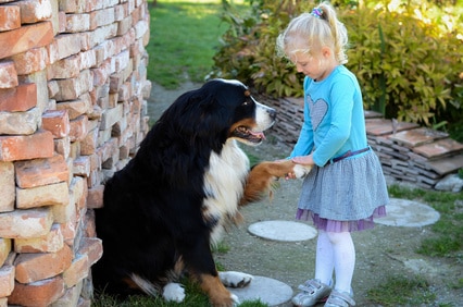 La complicité entre l'homme et le chien