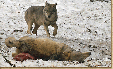 relation entre l'homme et le chien 