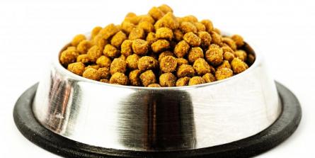 quelle alimentation pour nos chiens