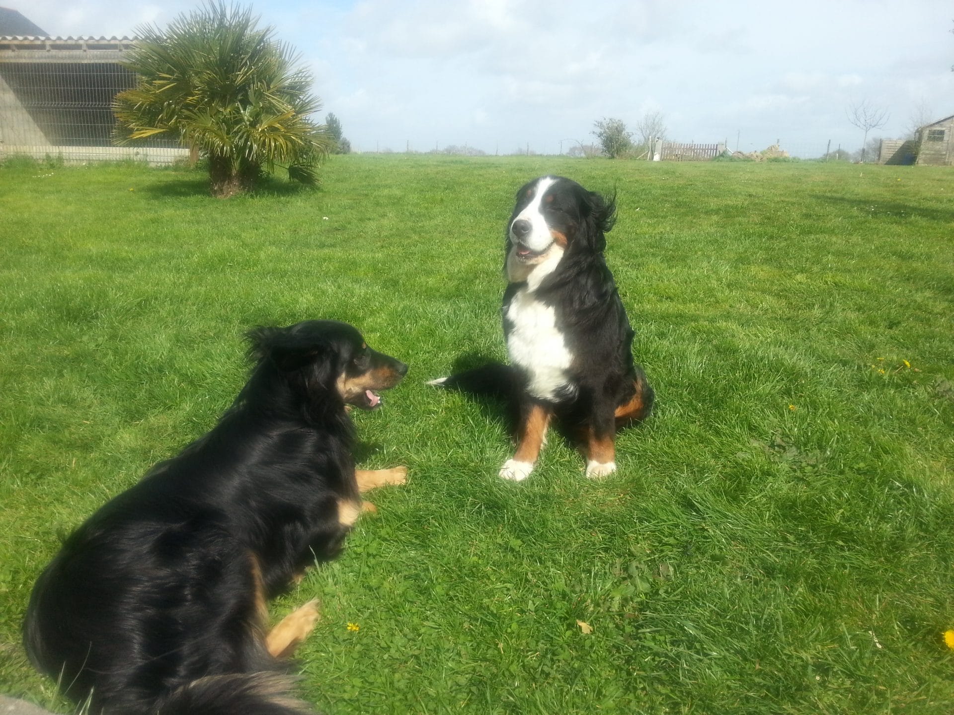 un mythe à propos des chiens : avoir un grand terrain