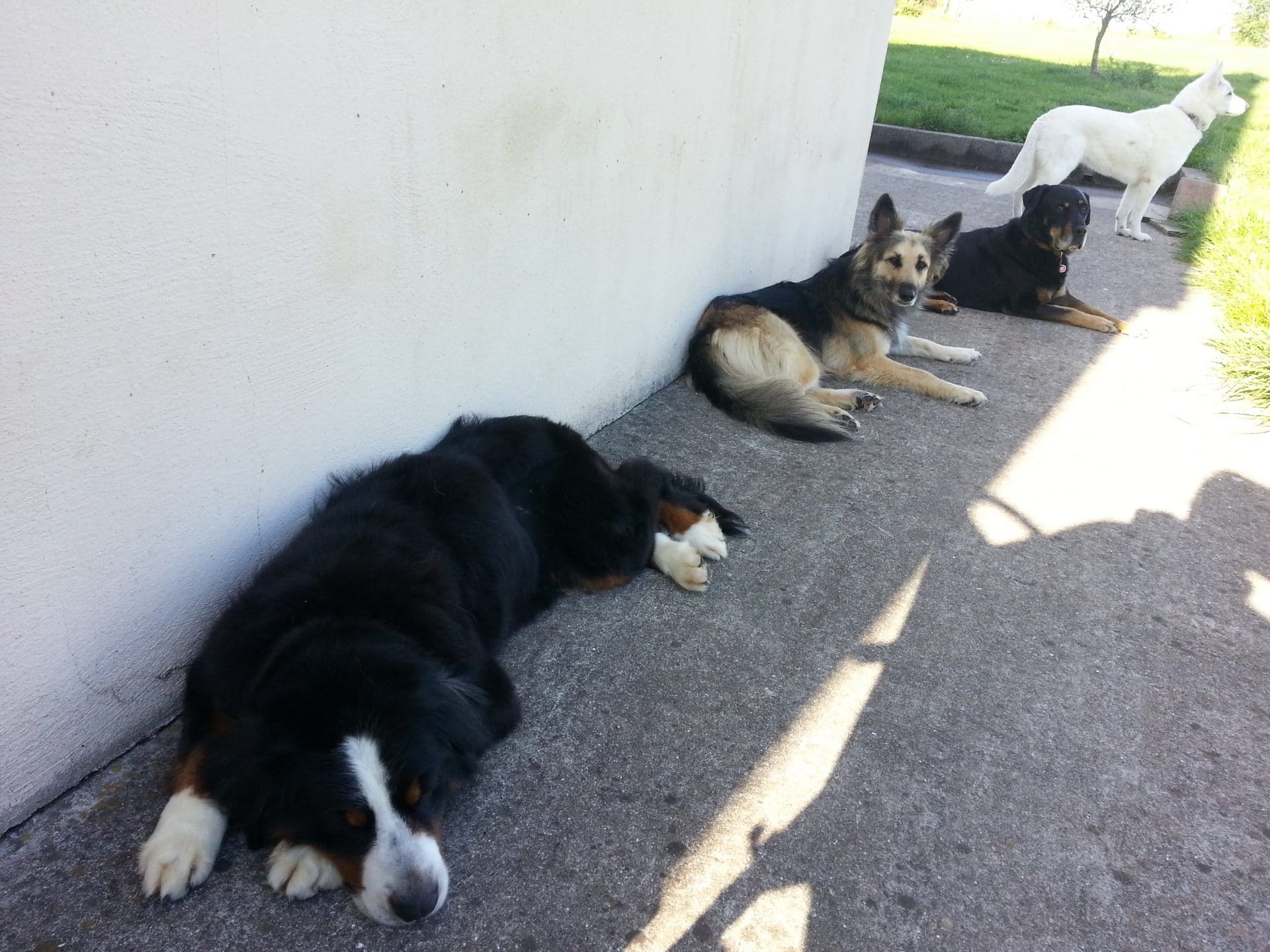 un mythe à propos des chiens : le besoin d'espace