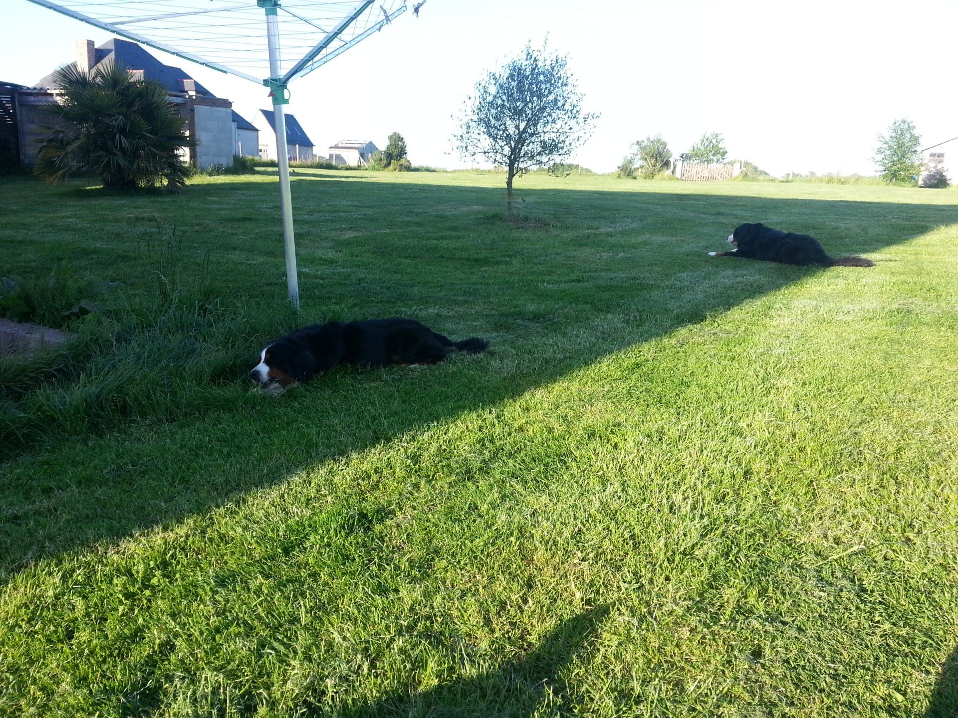 un mythe à propos des chiens : la taille du terrain