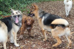 Bagarre entre chiens