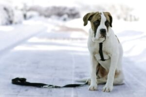 Le chiot et la solitude