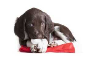 Le chiot et la solitude