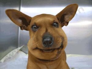 attention à votre chien en été