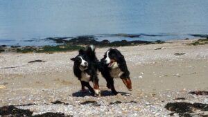 Bagarre entre chiens