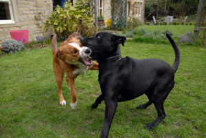 Bagarre entre chiens