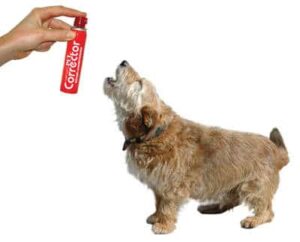 l'éducation canine corrige