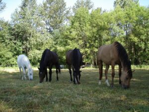 Le cheval et la hiérarchie