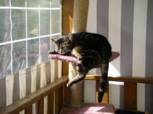 déménager avec un chat