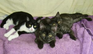 Hiérarchie chez le chat