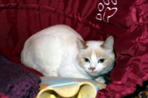 déménager avec un chat