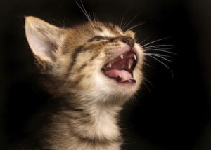 chat miaule tout le temps