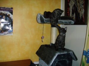 Mon chaton arrive, comment bien l'accueillir ?