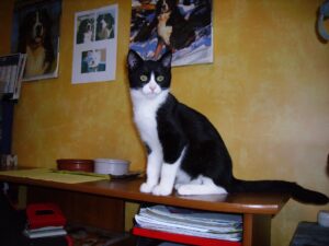 déménager avec un chat