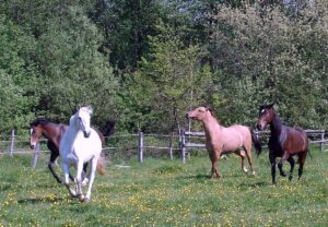 Le cheval et la hiérarchie