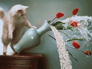 Mon chaton arrive, comment bien l'accueillir ? chat betise