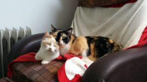 bien choisir son chat