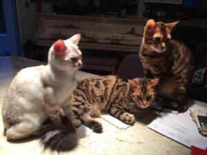 bien choisir son chat