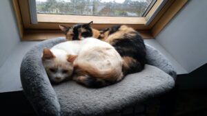 bien choisir son chat