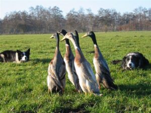 Comment bien choisir son chien