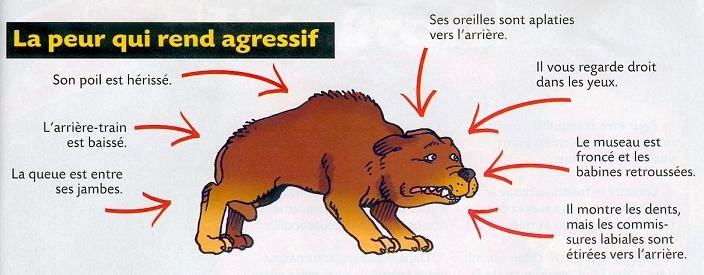 chien est peureux agressif