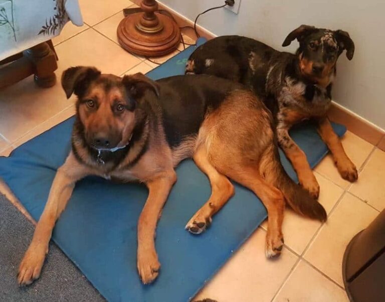 comportement du chien