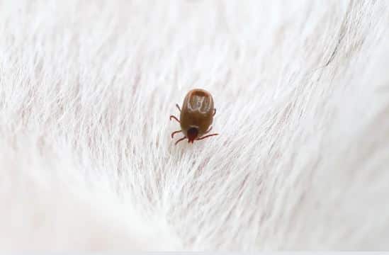 chien danger de l'été tique