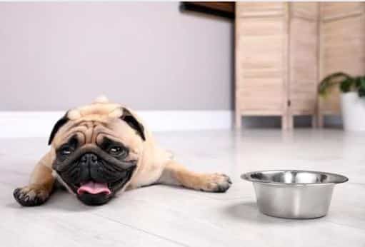 chiens dangers de l'été coup de chaleur