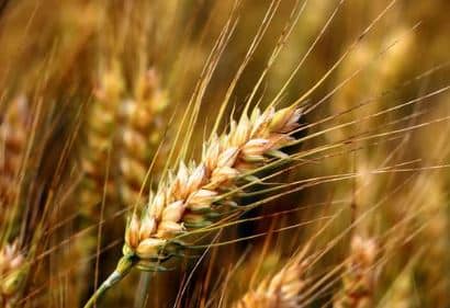 chien dangers de l'été épillet