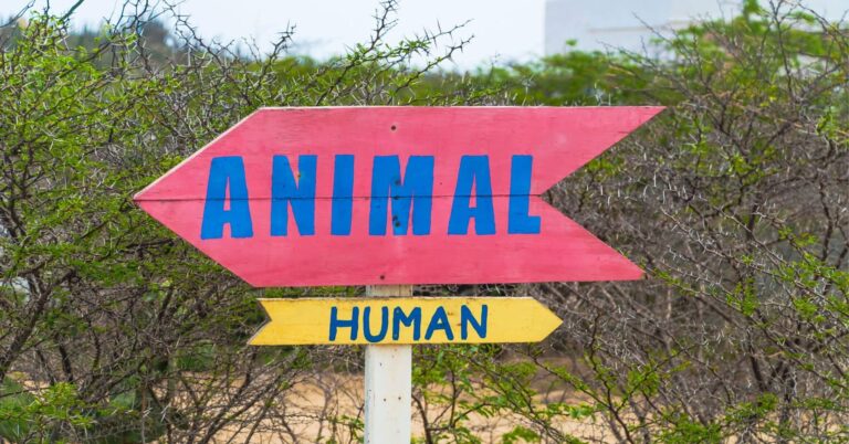 Comprendre la relation homme-animal au-delà des différences