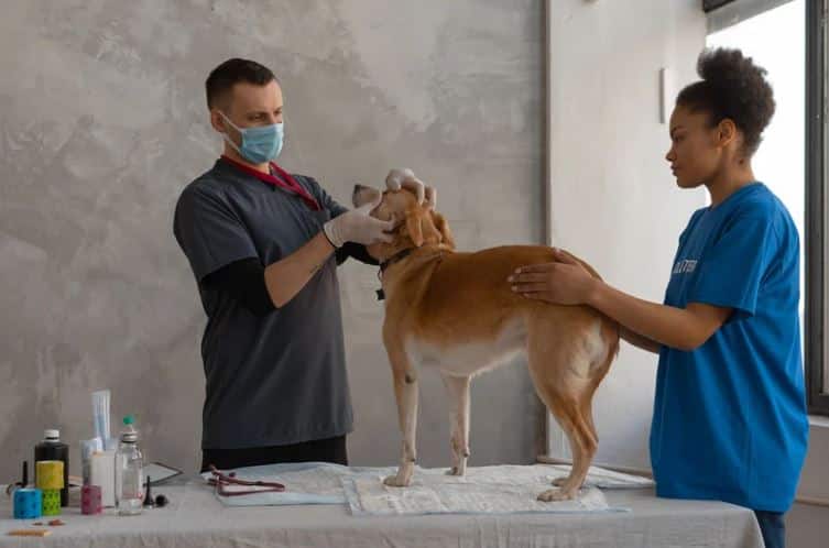 Différence entre éducateur canin et comportementaliste : deux métiers distincts