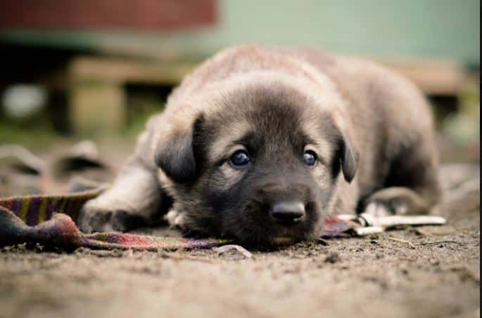 Chiot triste couché au sol, illustrant la détresse d’un chiot qui pleure quand sa famille s’absente