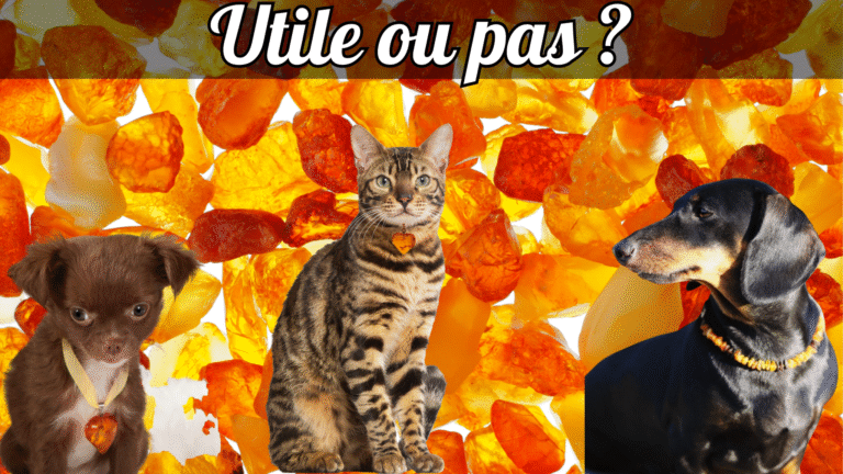 lithothérapie pour animaux : utile ou pas ?