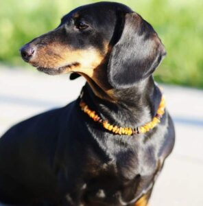 chien paisible collier pierres lithothérapie